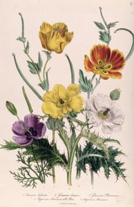 Papoulas e Anêmonas, prato 5 de &39;The Ladies&39; Flower Garden &39;, publicado em 1842